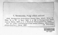 Preussia funiculata image